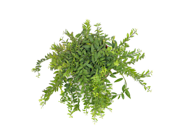 Колумнея (Columnea hirta)