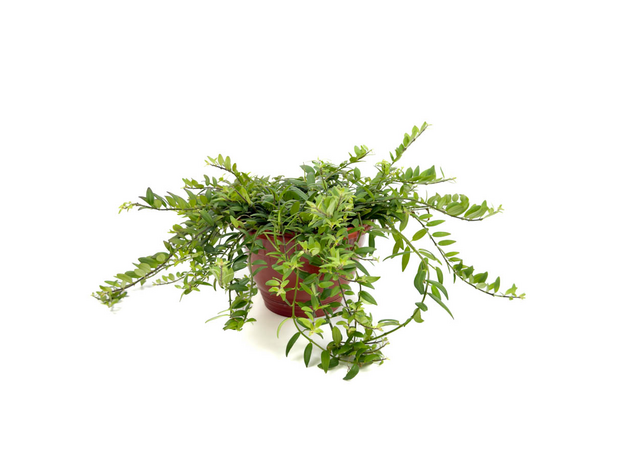 Колумнея (Columnea hirta)