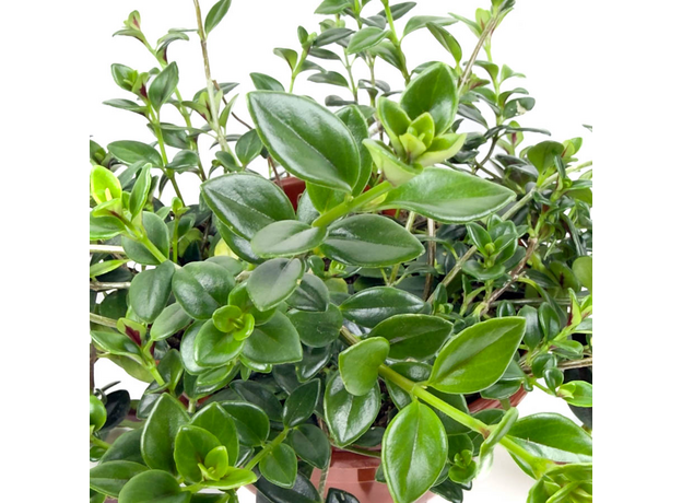 Гипоцирта (Hypocyrta glabra)