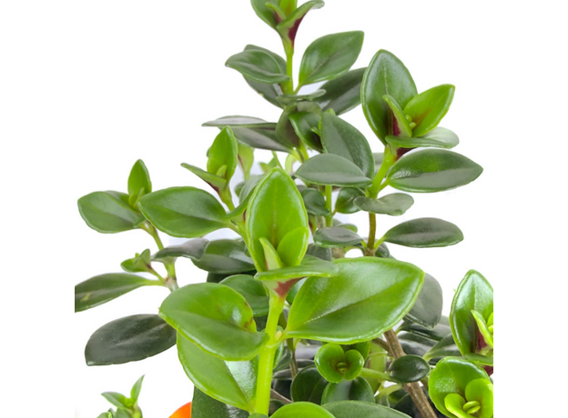 Гипоцирта (Hypocyrta glabra)