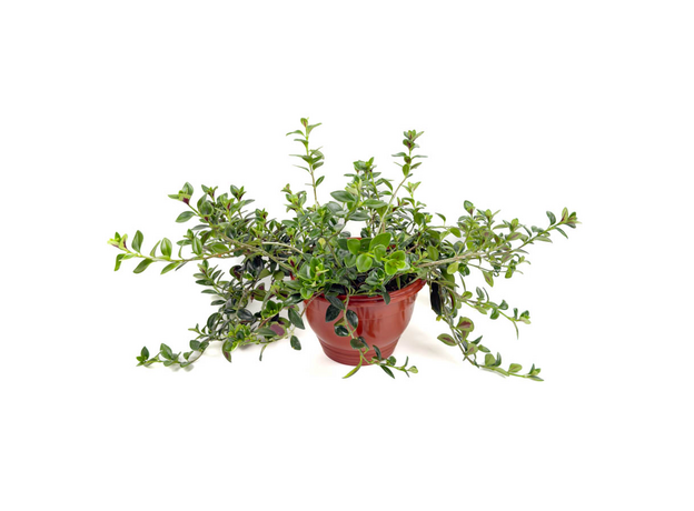 Гипоцирта (Hypocyrta glabra)