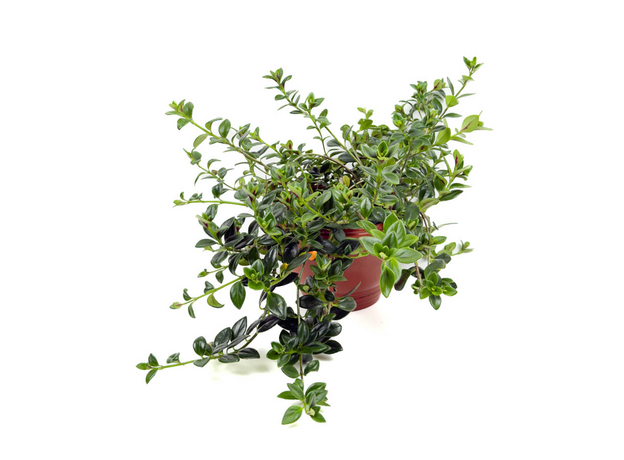 Гипоцирта (Hypocyrta glabra)