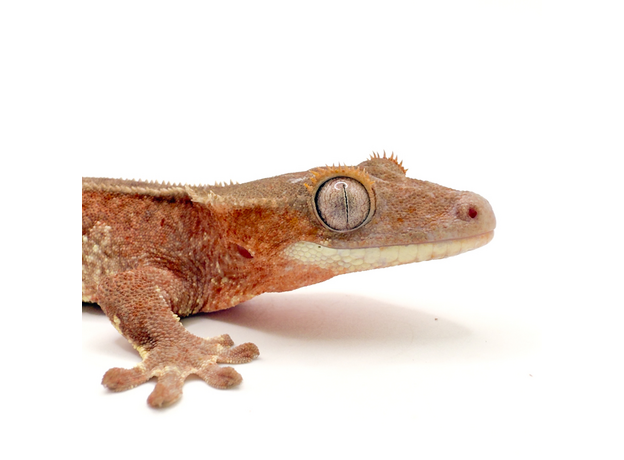 Геккон новокаледонский реснитчатый (бананоед) Red Lilly White M