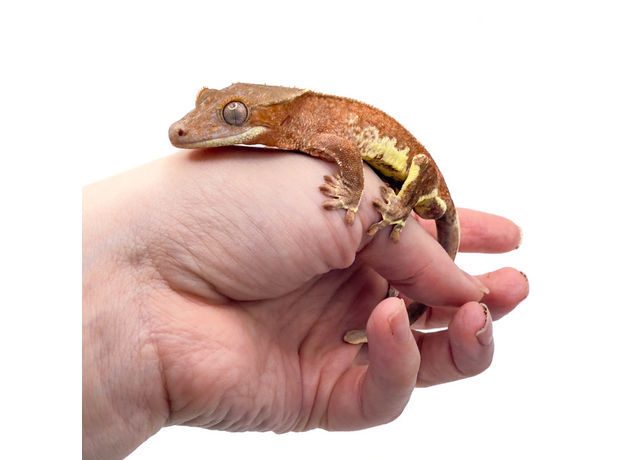 Геккон новокаледонский реснитчатый (бананоед) Red Lilly White M