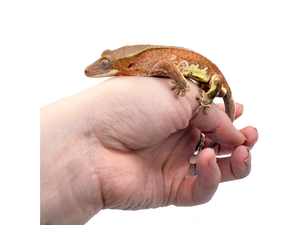 Геккон новокаледонский реснитчатый (бананоед) Red Lilly White M