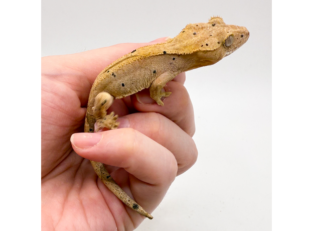 Геккон новокаледонский реснитчатый (бананоед) "Red" dalmatian M