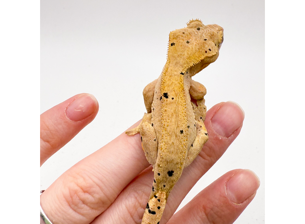 Геккон новокаледонский реснитчатый (бананоед) "Red" dalmatian M