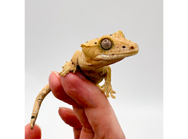 Геккон новокаледонский реснитчатый (бананоед) "Red" dalmatian M