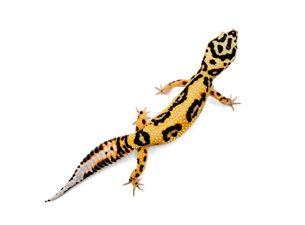 Эублефар пятнистый Bandit M