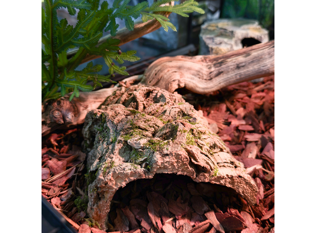 Террариумный комплект "Ихвильнихт"