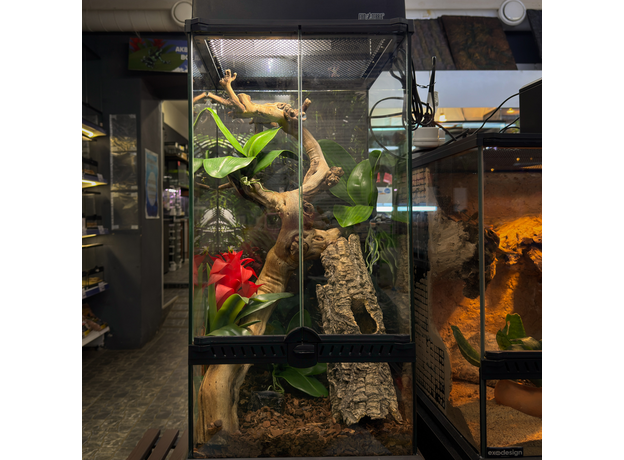 Террариумный комплект "Аленький цветочек"