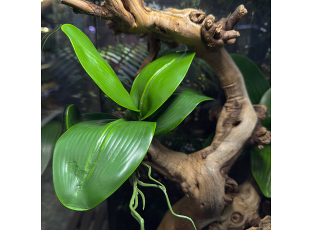 Террариумный комплект "Аленький цветочек"