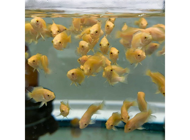 Астронотус супер красный (малек) (Astronotus ocellatus)