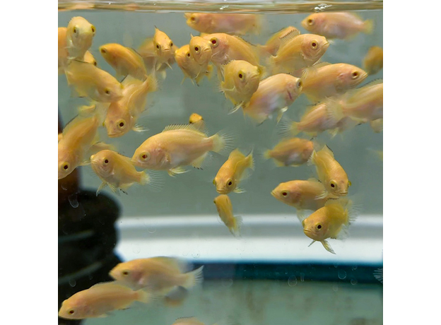 Астронотус супер красный (малек) (Astronotus ocellatus)