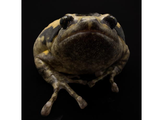 Украшенная бычья лягушка ( Узкорот), М