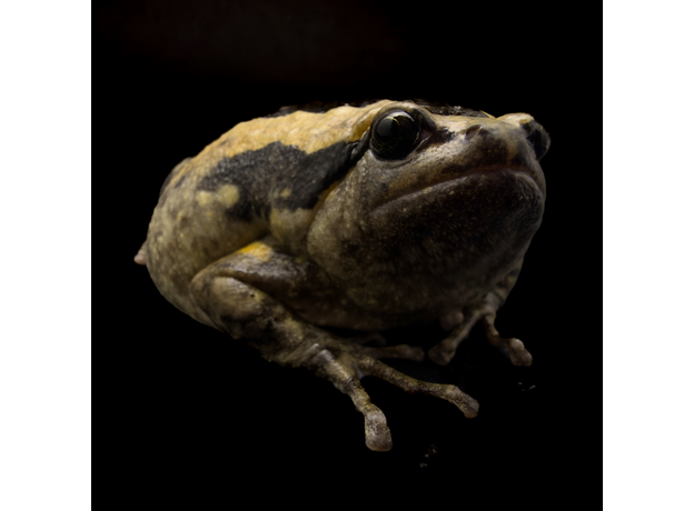 Украшенная бычья лягушка ( Узкорот), М