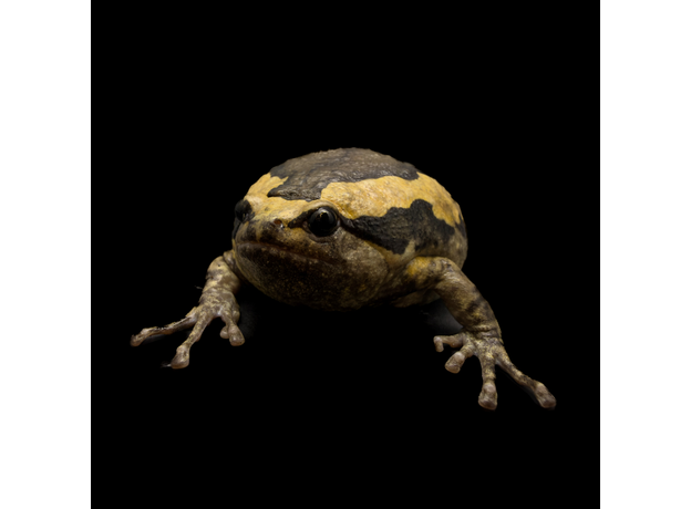 Украшенная бычья лягушка ( Узкорот), М