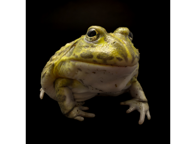 Роющая лягушка Водонос