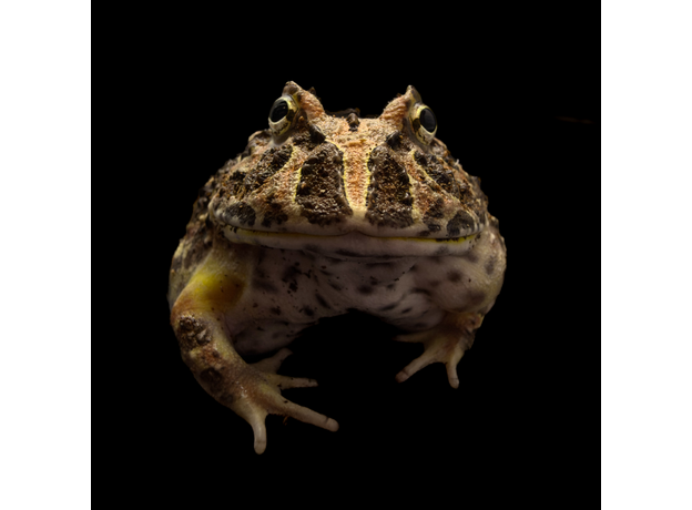 Рогатка Кранвелла цветная mix, M