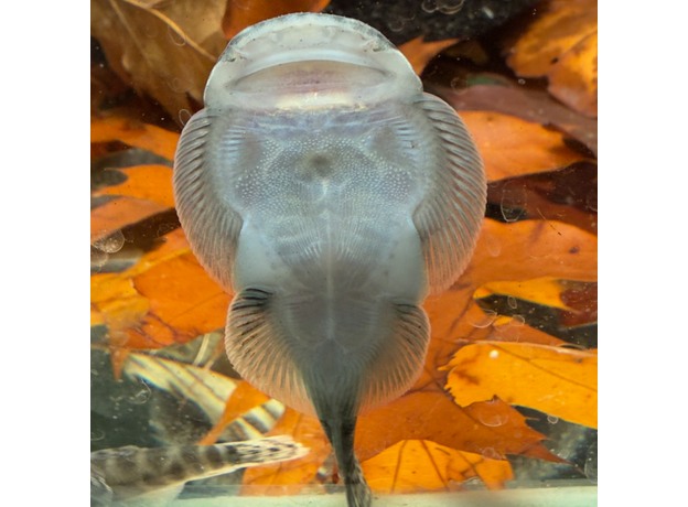 Гастромизон ауронигрус (Gastromyzon auronigrus)