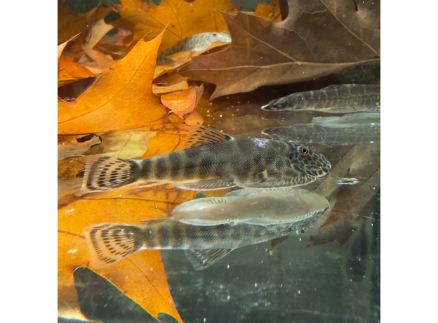 Гастромизон ауронигрус (Gastromyzon auronigrus)