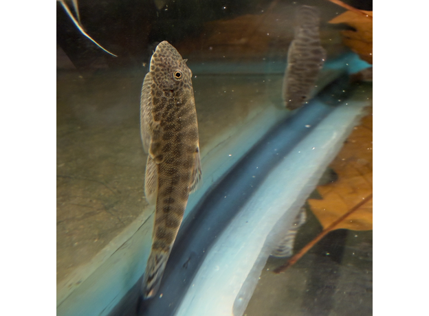 Гастромизон ауронигрус (Gastromyzon auronigrus)