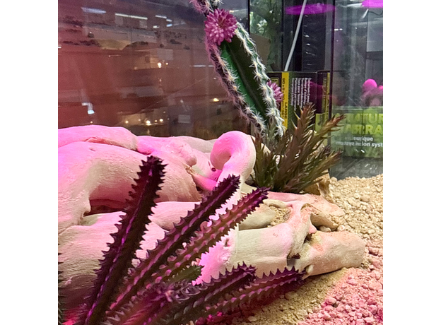 Террариумный комплект "Ты любишь кактусы"