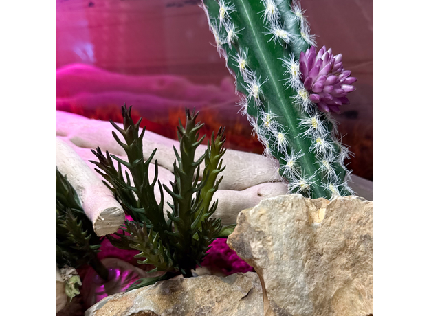 Террариумный комплект "Ты любишь кактусы"