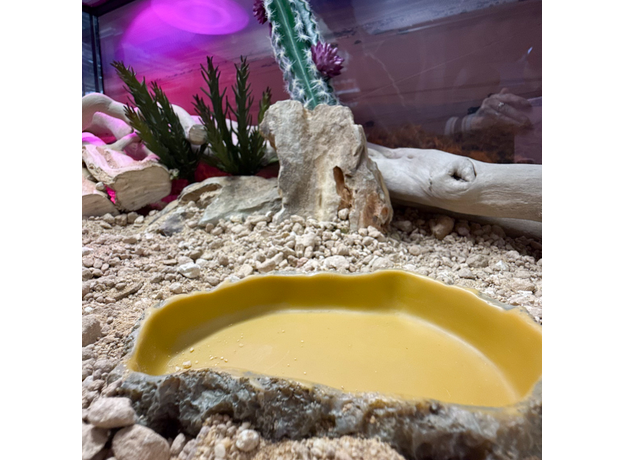 Террариумный комплект "Ты любишь кактусы"