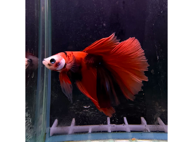 Петушок Супердельта Дракон красный (самец) (Betta splendens)
