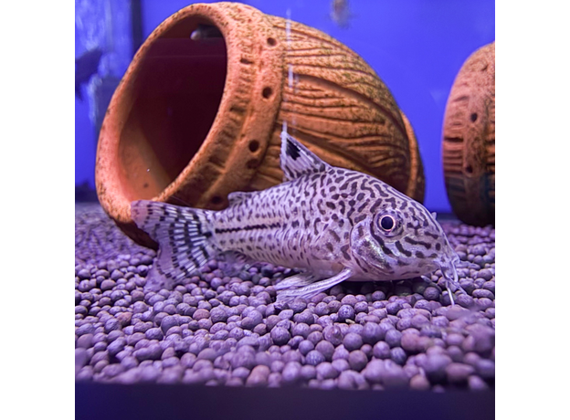 Сом коридорас Джули XL (Corydoras julii)