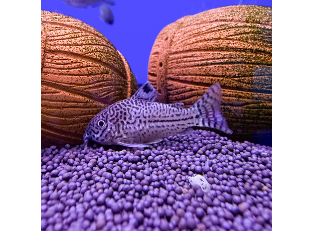 Сом коридорас Джули XL (Corydoras julii)
