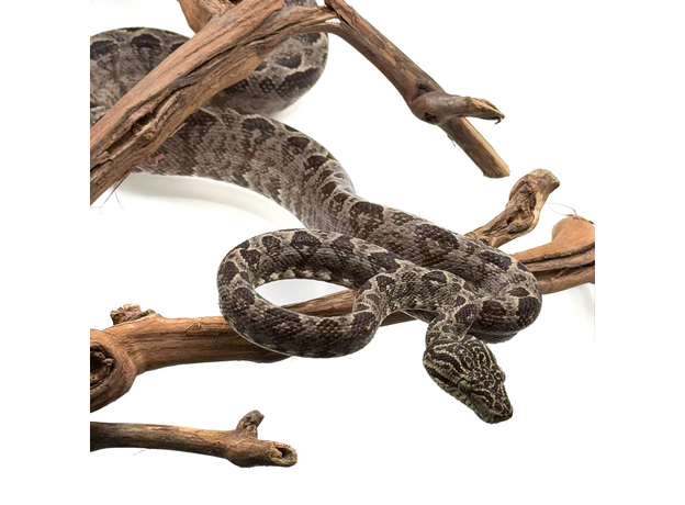 Садовый удав, самец