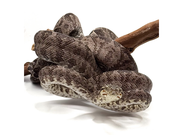 Садовый удав, самец