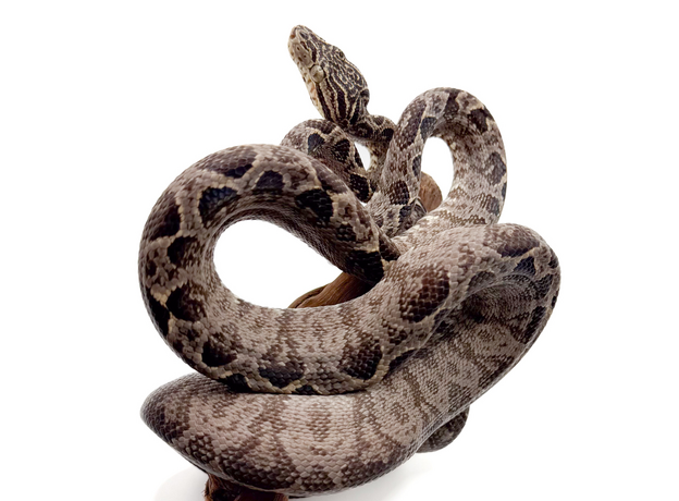 Садовый удав, самец