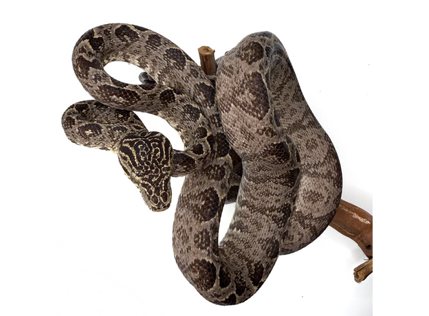 Садовый удав, самец