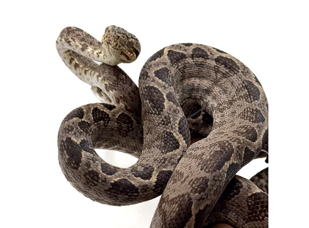 Садовый удав, самец