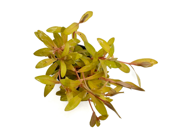 Несея педицилата золотая (в горшке) (Ammannia pedicellata Golden)