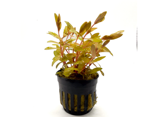 Несея педицилата золотая (в горшке) (Ammannia pedicellata Golden)