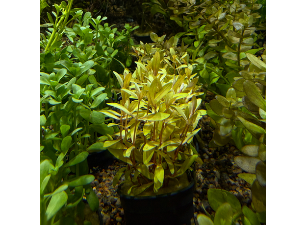 Несея педицилата золотая (в горшке) (Ammannia pedicellata Golden)