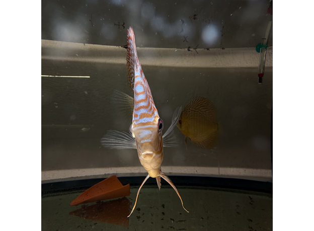 Дискус Змеиная Кожа L (Symphysodon aequifasciatus)