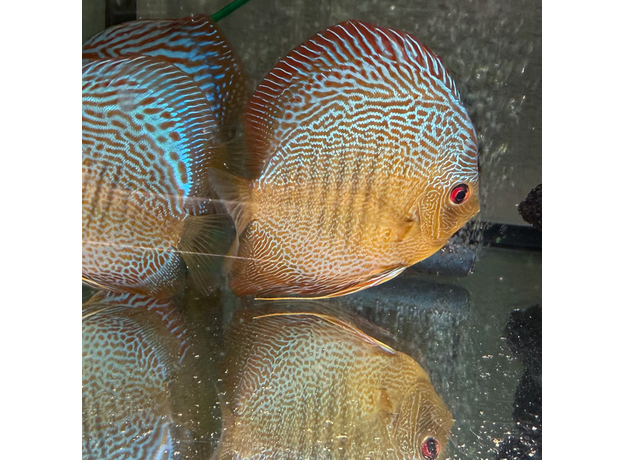 Дискус Змеиная Кожа L (Symphysodon aequifasciatus)