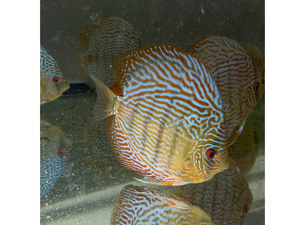 Дискус Змеиная Кожа L (Symphysodon aequifasciatus)
