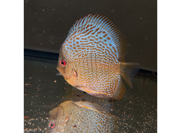 Дискус Змеиная Кожа L (Symphysodon aequifasciatus)