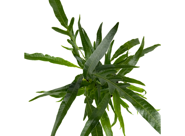 Аглаоморфа Короновидная