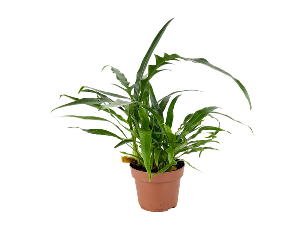 Аглаоморфа Короновидная