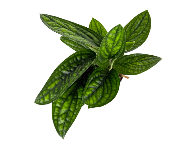 Эпипремнум Марбл Планет