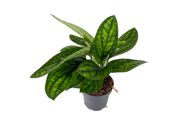 Эпипремнум Марбл Планет