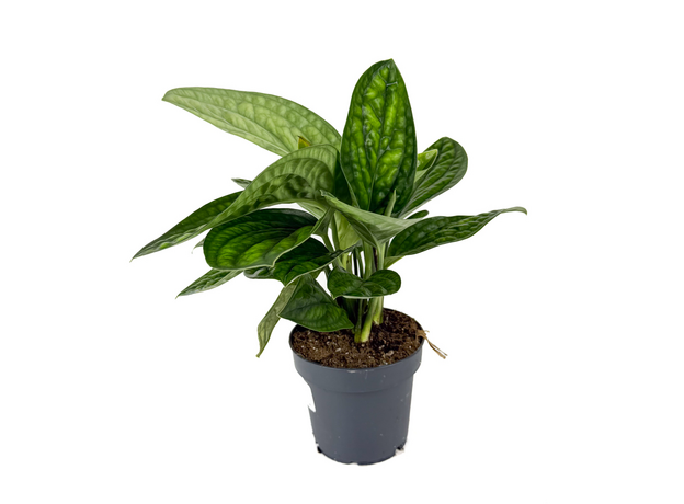 Эпипремнум Марбл Планет