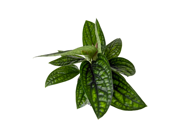 Эпипремнум Марбл Планет